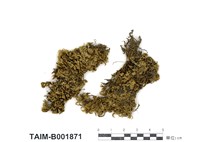 藏品(同蒴苔)的圖片